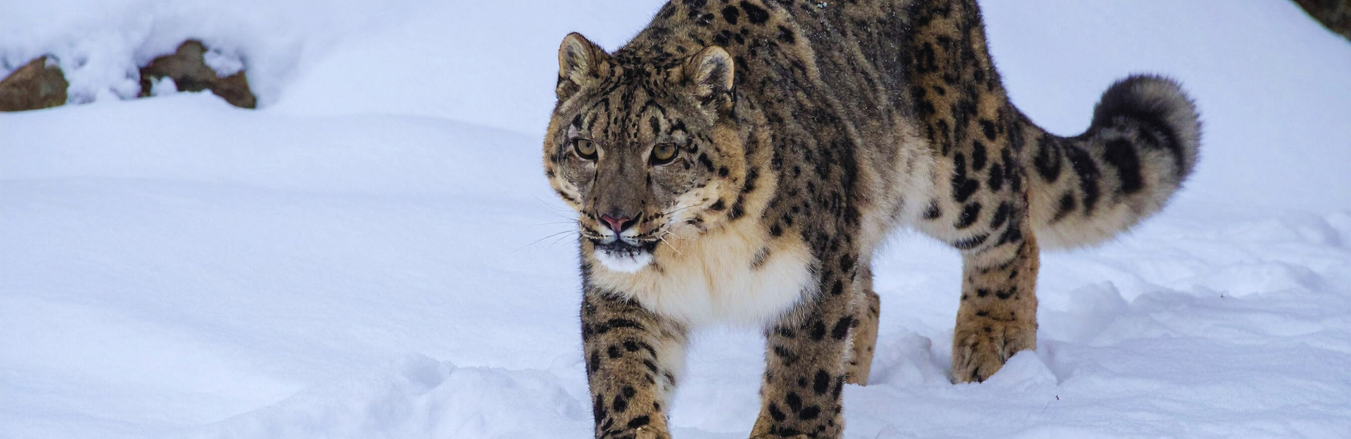 Queen of the Mountain, Snow Leopard