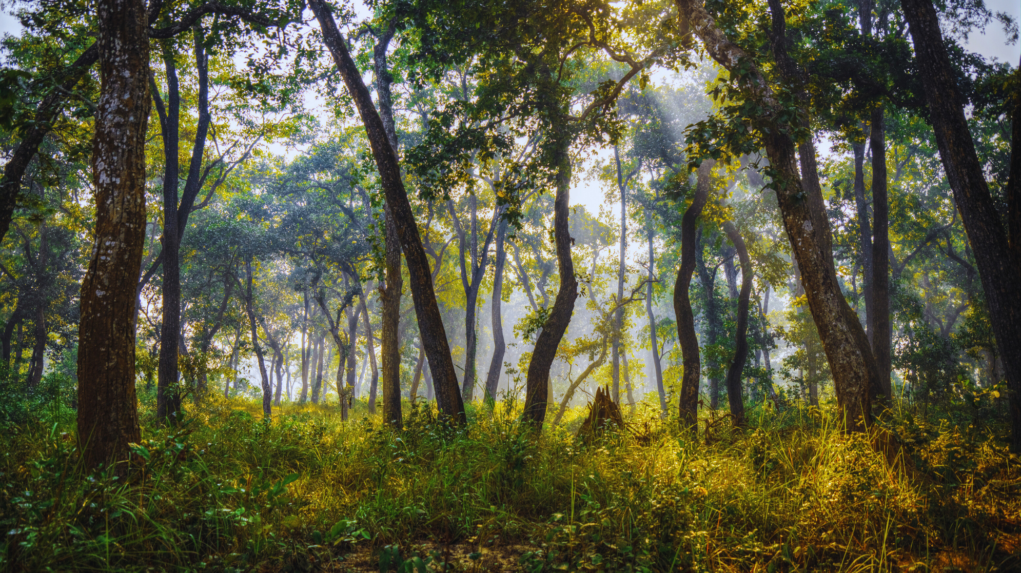 thing to do in chitwan